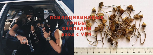 гашик Вяземский