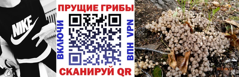 Псилоцибиновые грибы Cubensis  Купить закладки  Бирск 
